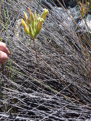 Tylecodon ventricosus