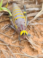 Thericles obtusifrons