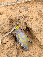 Thericles obtusifrons