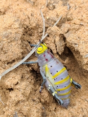 Thericles obtusifrons