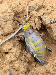 Thericles obtusifrons