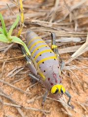 Thericles obtusifrons