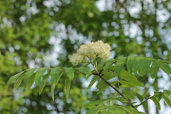 Sorbus aucuparia