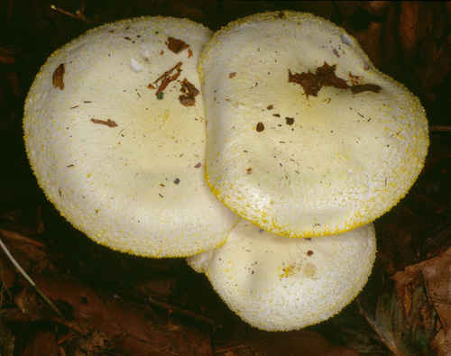 Gold Dust Waxy Cap