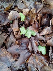 Hedera helix