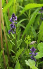 Polygala comosa