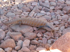 Tiliqua multifasciata
