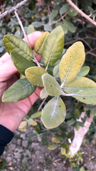 Feijoa sellowiana