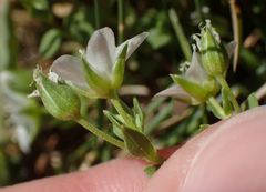 Arenaria ciliata multicaulis