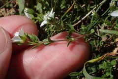 Arenaria ciliata multicaulis