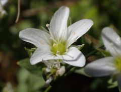 Arenaria ciliata multicaulis