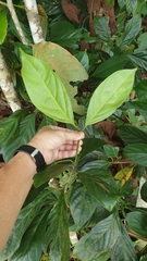 Nothaphoebe umbelliflora