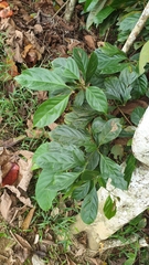 Nothaphoebe umbelliflora