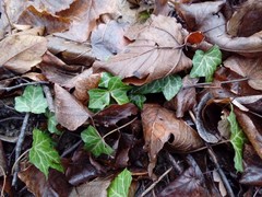 Hedera helix