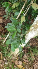 Nothaphoebe umbelliflora