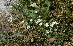 Arenaria ciliata multicaulis