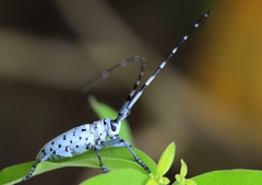 Pseudonemophas versteegii