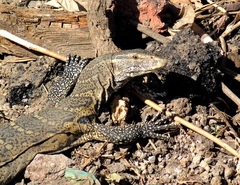 Varanus niloticus
