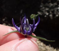 Phyteuma hemisphaericum