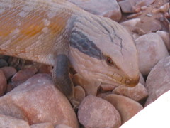 Tiliqua multifasciata