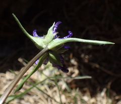 Phyteuma hemisphaericum