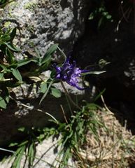 Phyteuma hemisphaericum