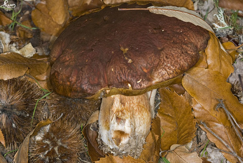 Pine Bolete