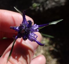 Phyteuma hemisphaericum