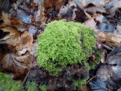 Hypnum cupressiforme