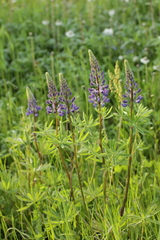 Lupinus polyphyllus