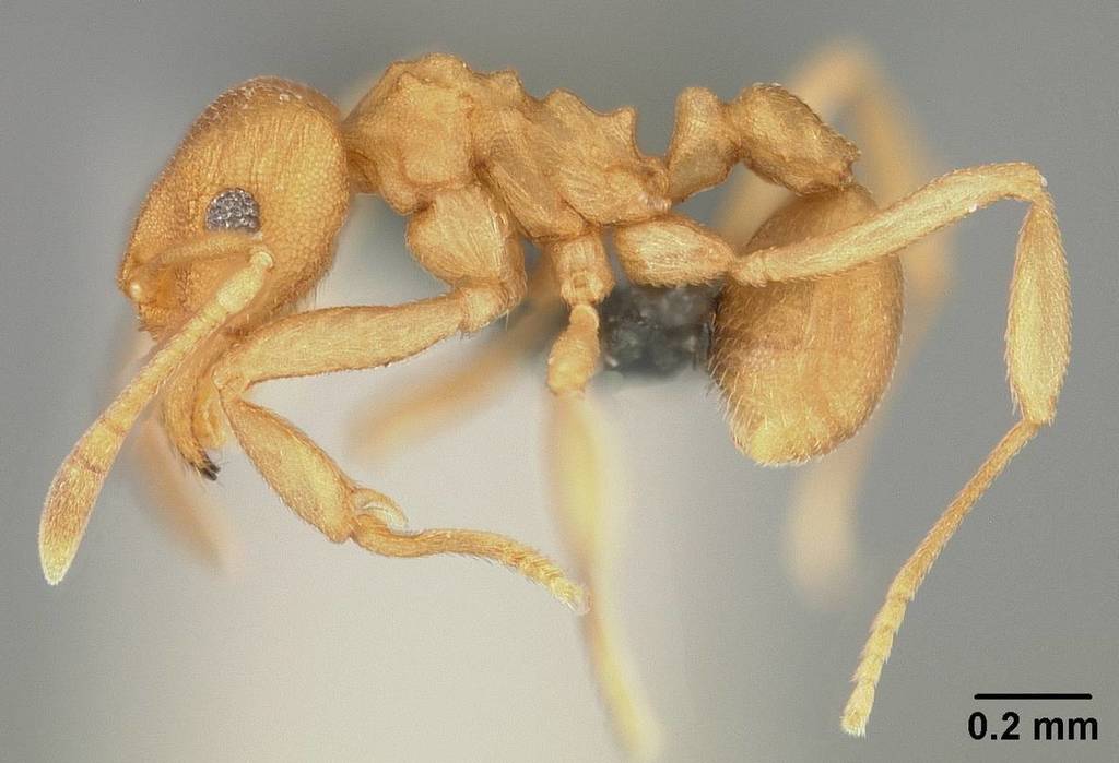 Cyatta
