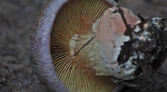 Cortinarius albidolilacinus