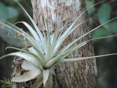 Tillandsia gardneri