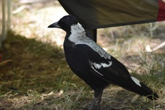 Gymnorhina tibicen