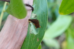 Trypanophora semihyalina