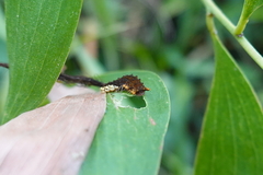 Trypanophora semihyalina