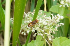 Eristalinus quinquestriatus