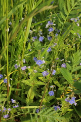 Veronica chamaedrys