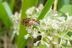 Eristalinus quinquestriatus