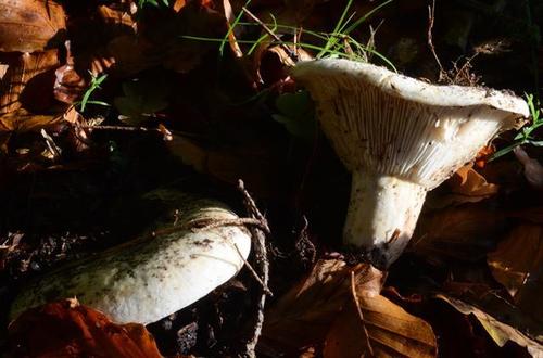 milk-white brittlegill