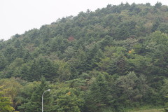 Abies homolepis