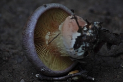 Cortinarius albidolilacinus