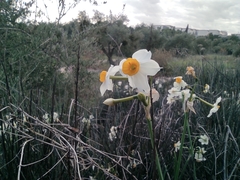 Narcissus tazetta