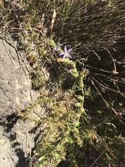 Wahlenbergia subulata
