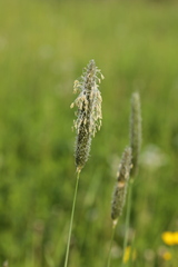 Alopecurus pratensis