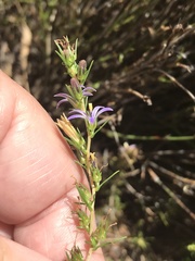 Wahlenbergia subulata