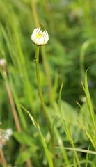 Leucanthemum vulgare