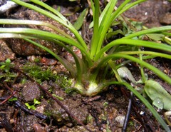 Isoetes durieui