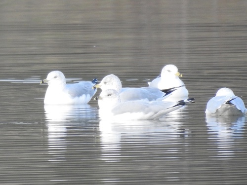 Ring-billed Gull photographed in Kentucky