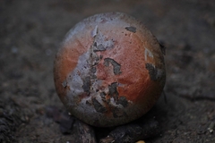 Cortinarius albidolilacinus
